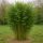 Aranycsíkos botnád  (Phyllostachys aureosulcata)