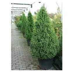 Cukorsüveg fenyő 30/40