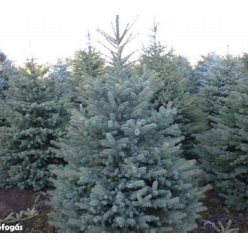 Ezüst fenyő fl 125/150