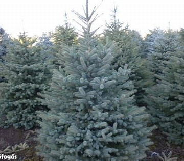 Ezüst fenyő fl 125/150