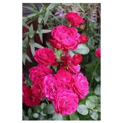 Talajtakaró rózsa Pink the fairy