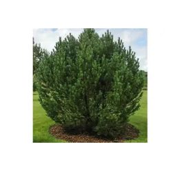 Havasi kampósfenyő fl