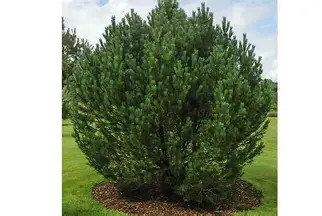 Havasi kampósfenyő fl