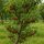 Cseresznyefa (Prunus avium Vera)