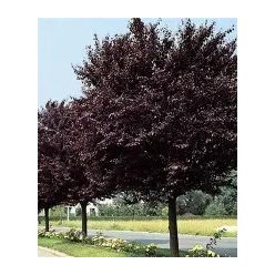 Vérszilva Woodii 4/6