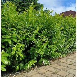 Babérmeggy Novita földlabdás