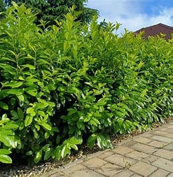 Babérmeggy Novita földlabdás