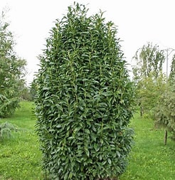 Genolia babérmeggy földlabdás