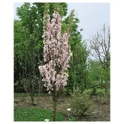 Oszlopos japán díszcseresznye 9 l