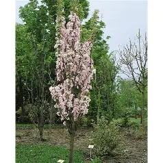 Oszlopos japán díszcseresznye 9 l