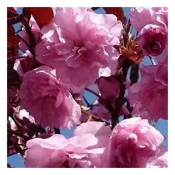 Burgundi díszcseresznye 8/10