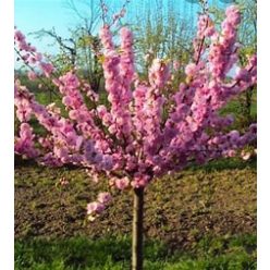 magastötzsű babarózsa