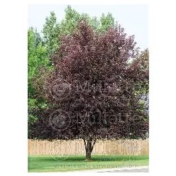 Kanadai májusfa 6/8 (zselnice meggy)