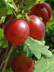 Rokula piros bokor egres