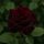 Black Magic magastörzsű rózsa (Rosa Black Magic)