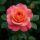 Doris magastörzsű rózsa (Rosa Doris)