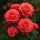 Kronenburg bokor rózsa (Rosa Kronenburg)