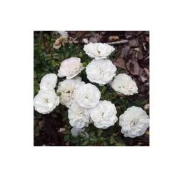 Talajtakaró rózsa Sea Foam