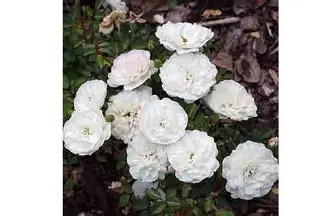 Talajtakaró rózsa Sea Foam