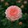  Sissi magastörzsű rózsa (Rosa Sissi)