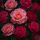  Symphony magastörzsű rózsa (Rosa Symphony)