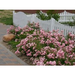 Talajtakaró rózsa  Te Fairy