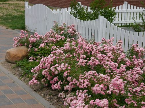 Talajtakaró rózsa  Te Fairy
