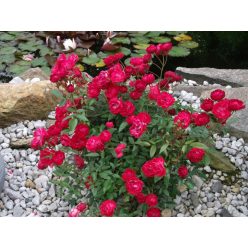 Talajtakaró rózsa Rote Fairy
