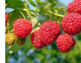 Málna folytontermő (Blissy)