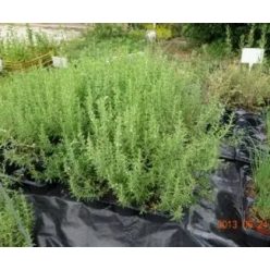 Borsikafű( csombor)