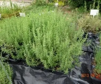 Borsikafű( csombor)