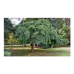 Szomorú japánakác