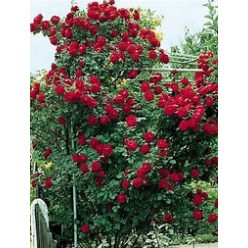 Futórózsa Sympathie