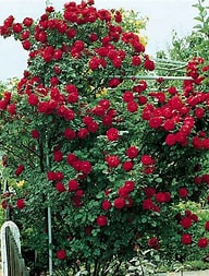 Futórózsa Sympathie