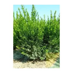 "Sövény" tiszafa fl 125/150