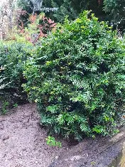 Gönbre nyírt tiszafa fl