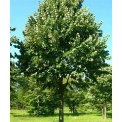 Ezüst hárs Szeleste 6-8