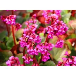 Medvetalp( bőrlevél) Ruby