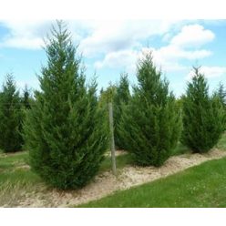 Leylandi ciprus "2001" 3 l