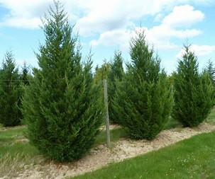 Leylandi ciprus "2001" 3 l