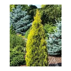 Yantar nyugati tuja fl