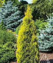 Yantar nyugati tuja fl